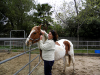 Some of the horses were trusting & could be handle right away, most were not & none would allow us to pick up their feet